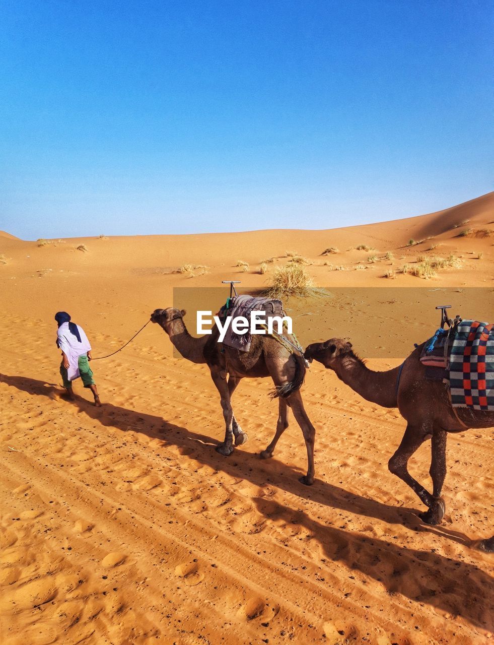 Camel caravan in the moroccan sahara