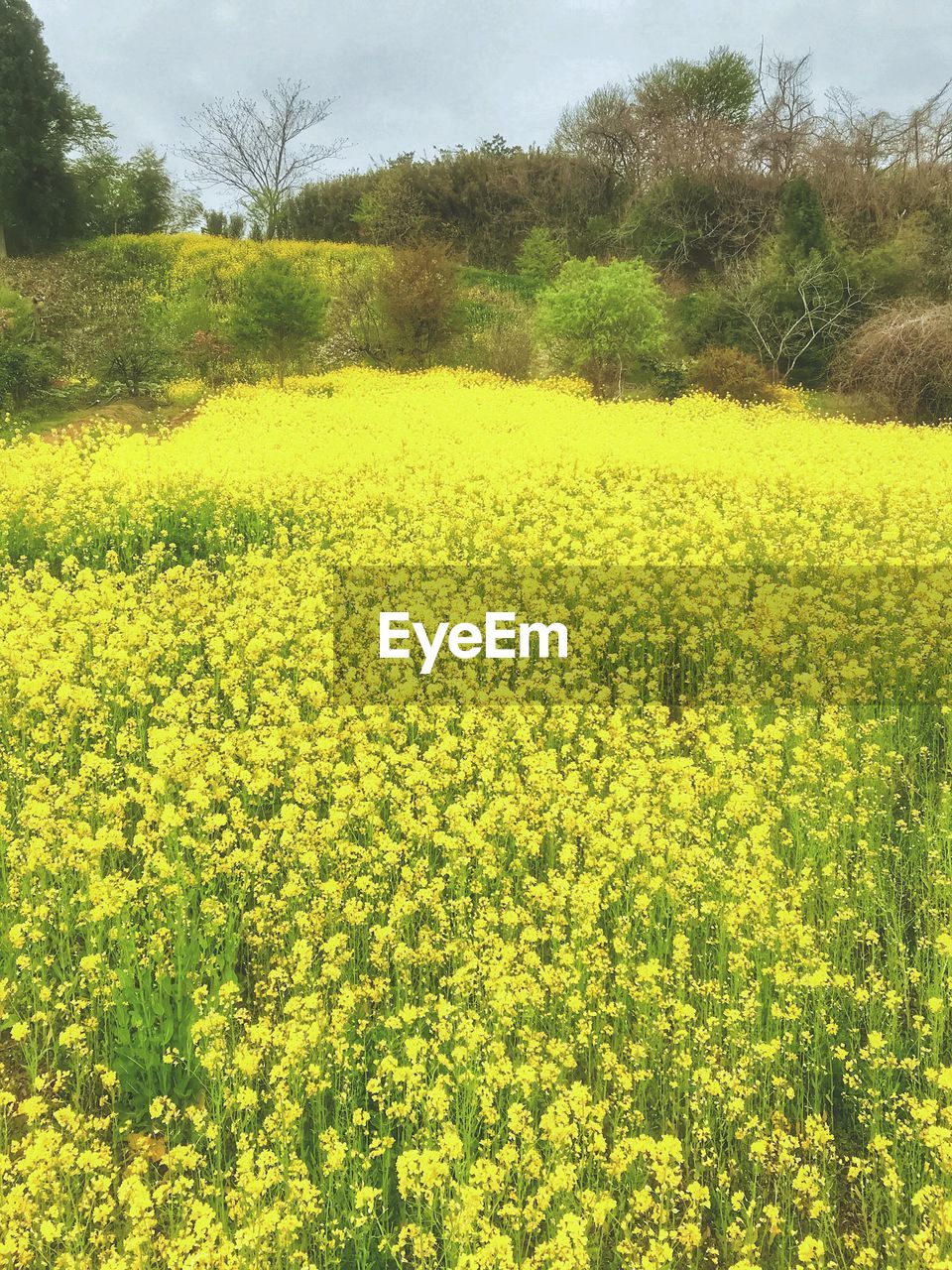 SCENIC VIEW OF FIELD AGAINST YELLOW FLOWERS