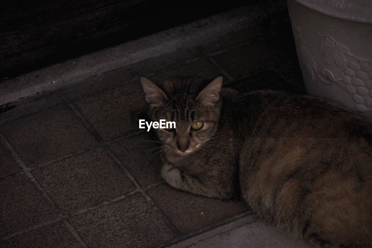 PORTRAIT OF CAT LYING ON FLOOR