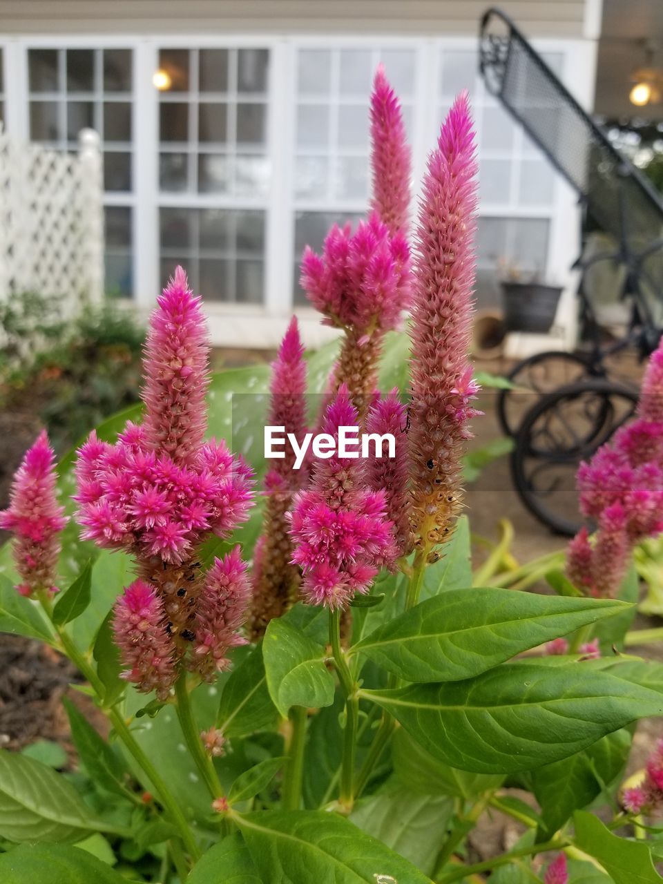 CLOSE-UP OF PINK FLOWERING PLANT AGAINST BUILDING