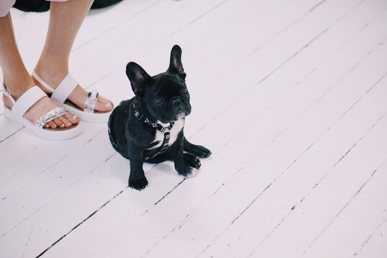 Low section of woman standing by french bulldog on white floor
