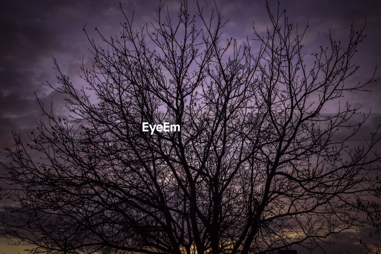 LOW ANGLE VIEW OF BARE TREES AGAINST SKY