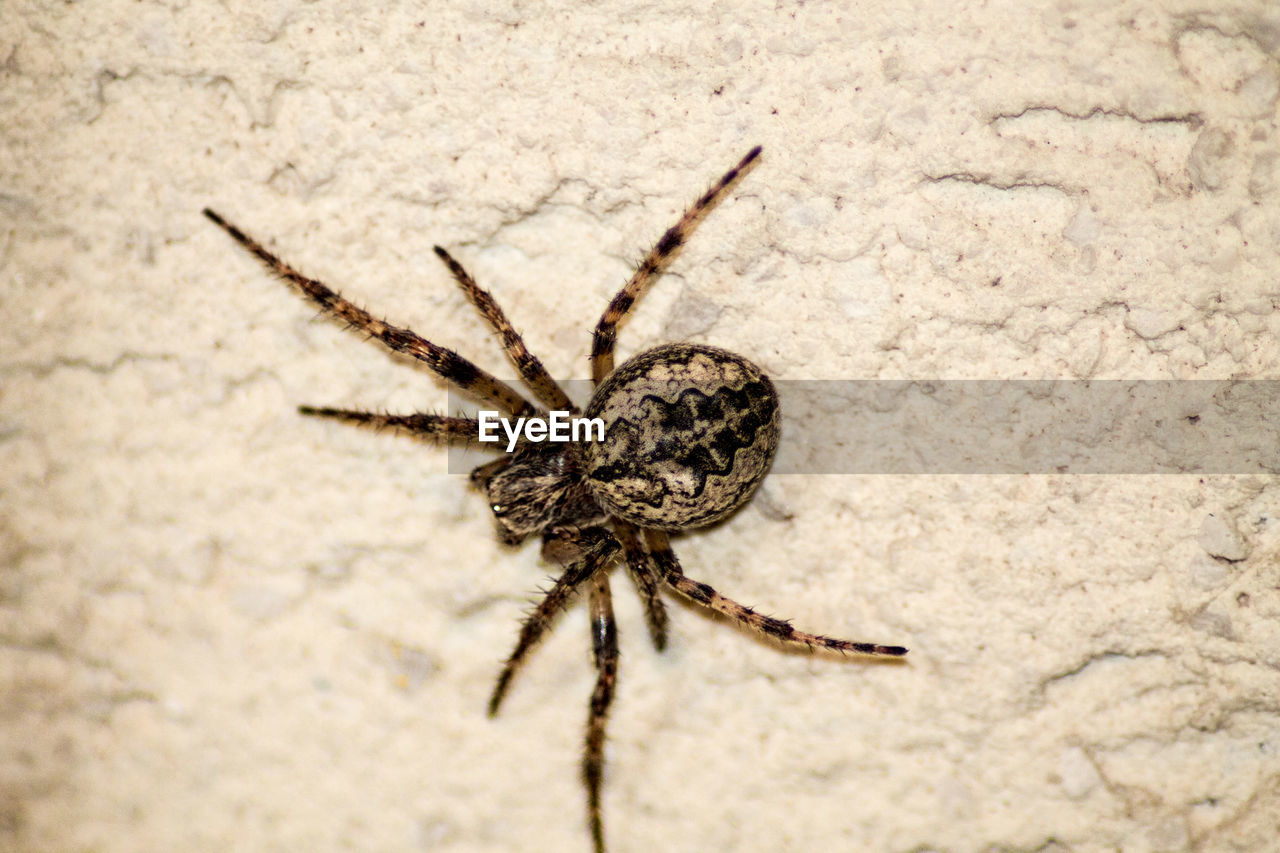 Close-up of spider