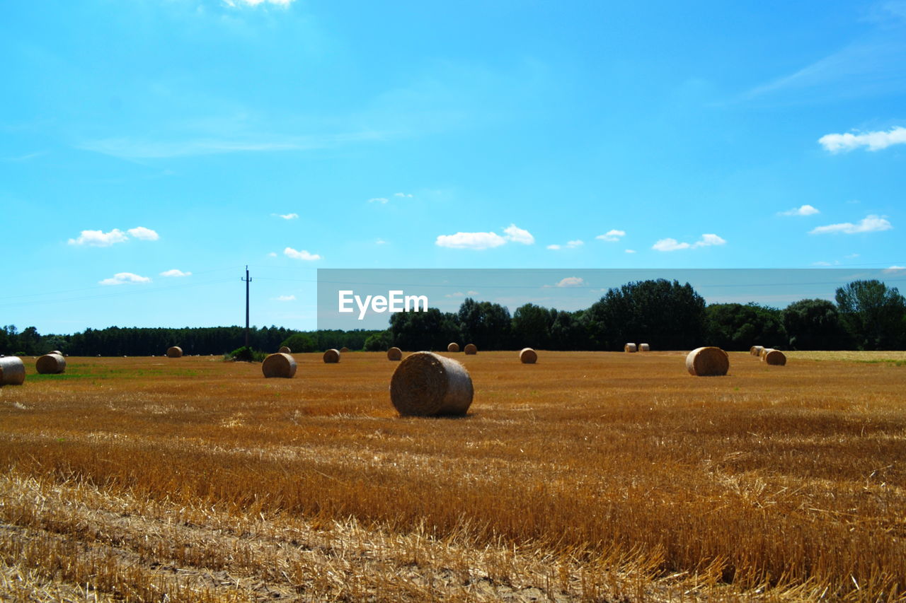 HAY BALES IN FIELD