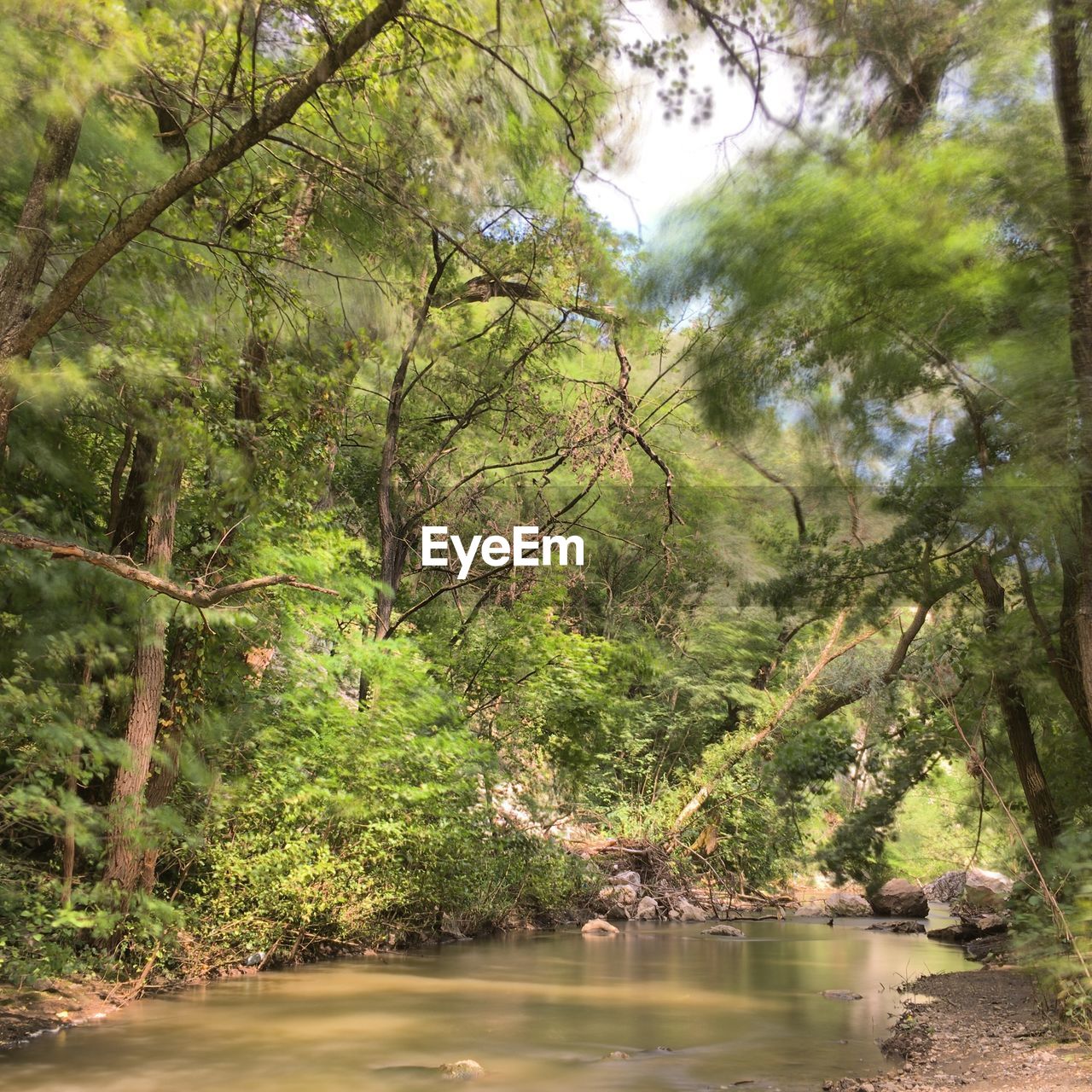 TREES BY RIVER IN FOREST