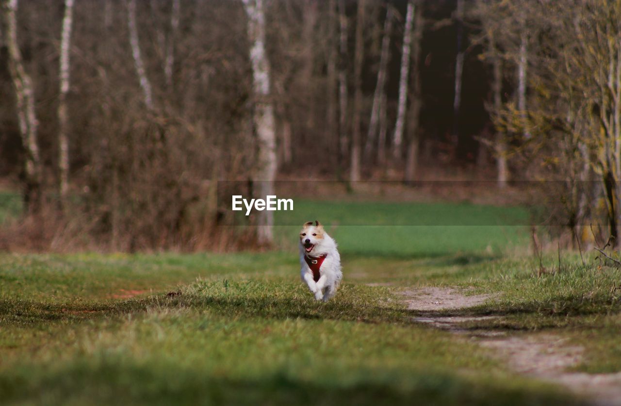 Dog running on field