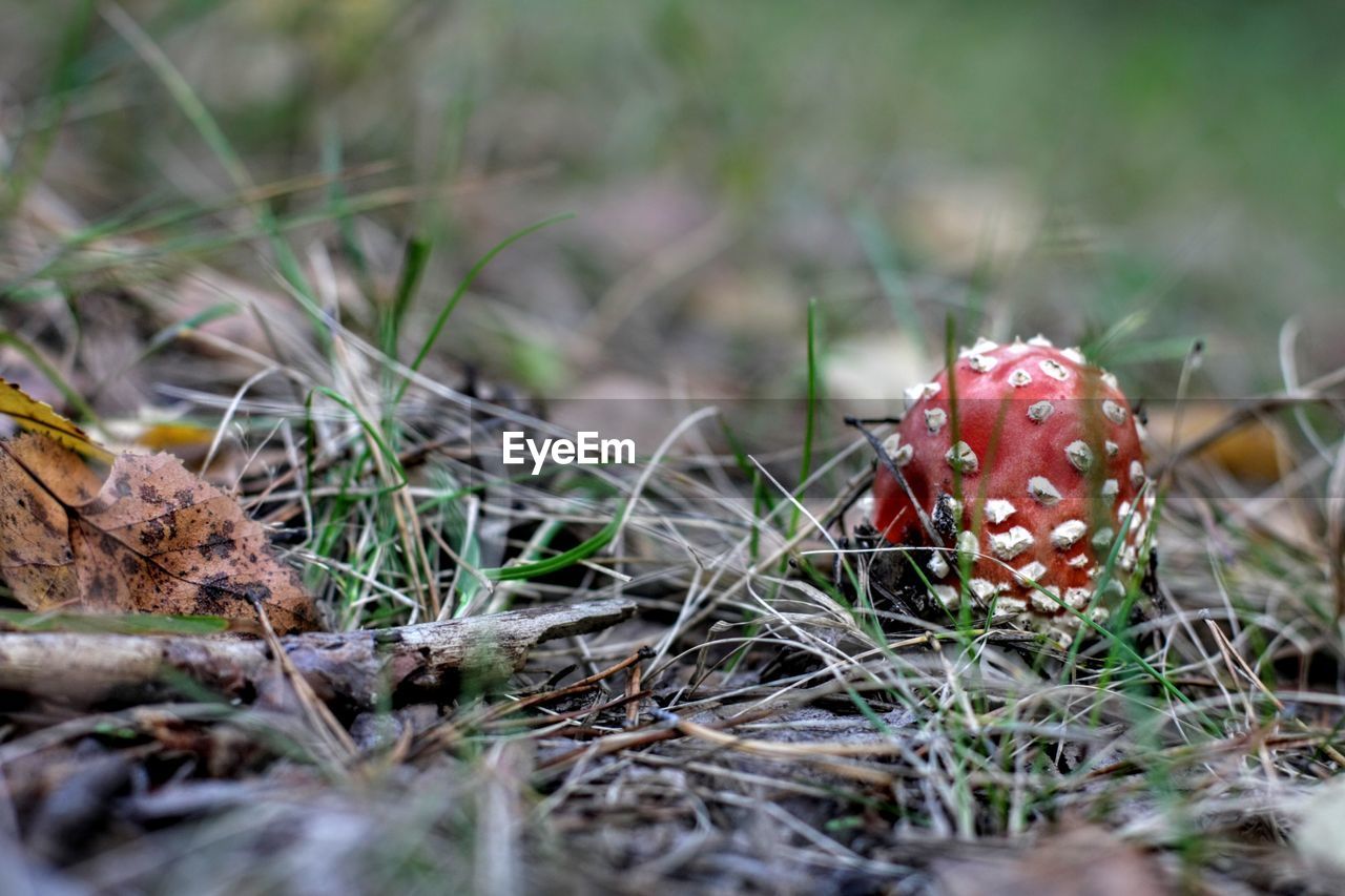EyeEm Selects Mushroom Nature Fly Agaric Mushroom Fungus Red Grass Uncultivated No People Outdoors Day Close-up Fragility Beauty In Nature Toadstool The Week On EyeEm Summer Exploratorium My Best Photo