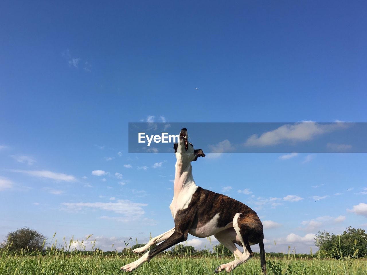 LOW ANGLE VIEW OF HORSE STANDING ON FIELD
