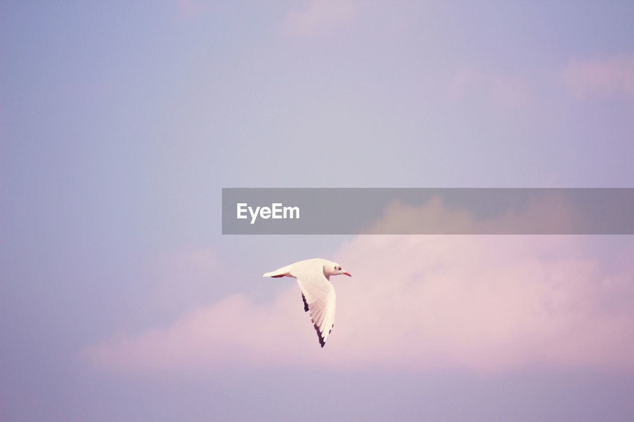 Low angle view of seagull flying in sky