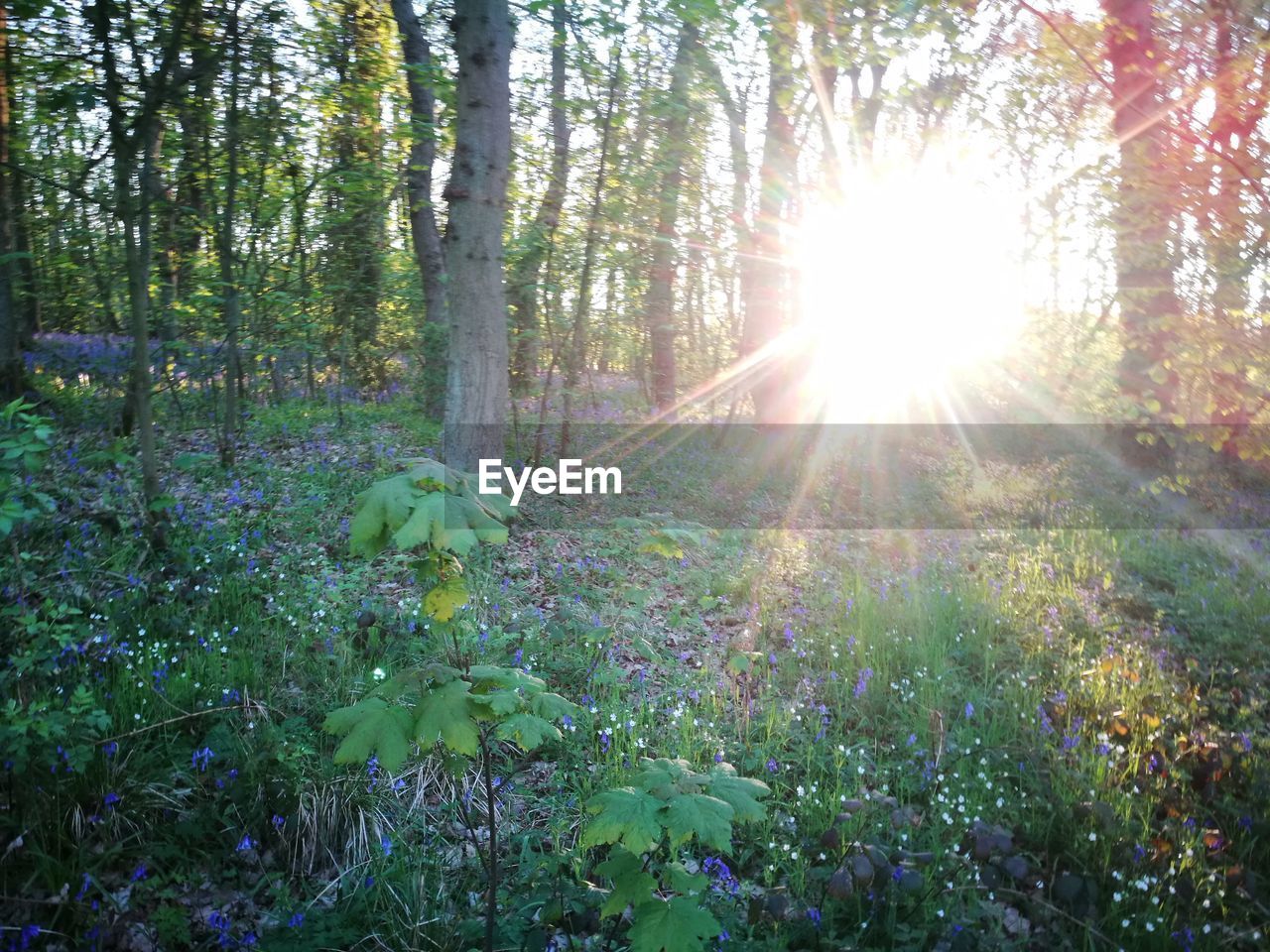 SUNLIGHT FALLING ON FLOWERING PLANTS IN FOREST