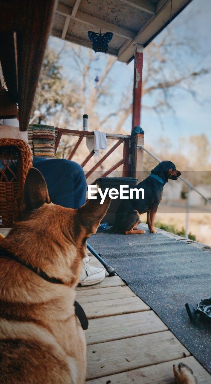 Dogs sitting on boardwalk