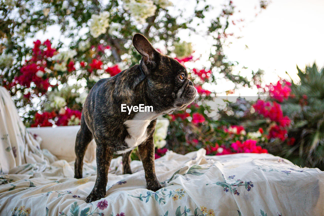 pet, animal themes, animal, mammal, one animal, domestic animals, canine, dog, plant, flower, flowering plant, nature, carnivore, no people, tree, french bulldog, day, focus on foreground, bulldog, bed