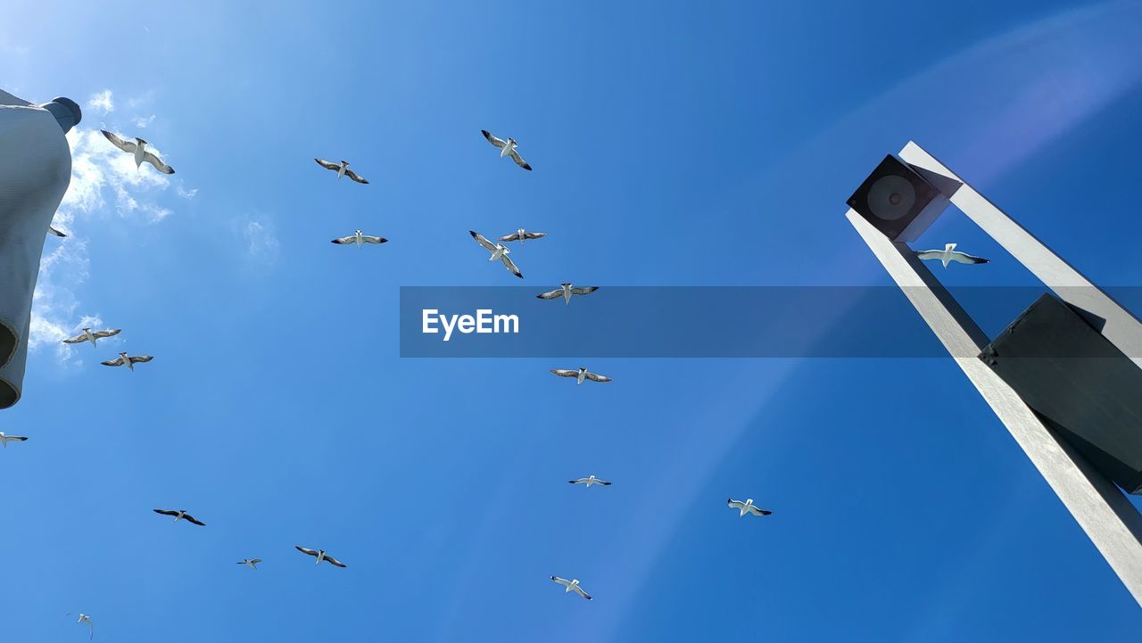 low angle view of birds flying against blue sky
