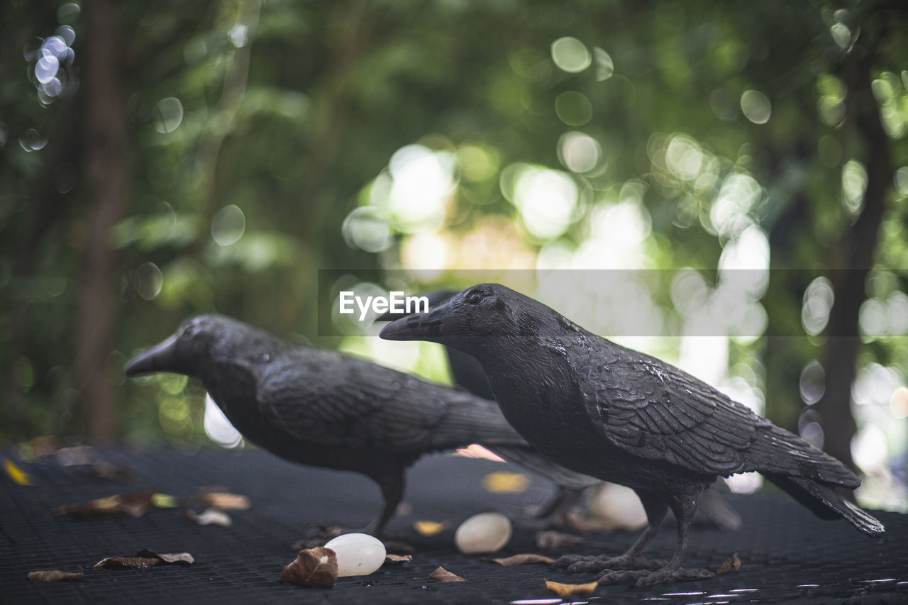 CLOSE-UP OF BIRDS PERCHING ON A TREE