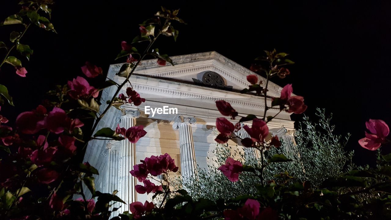 LOW ANGLE VIEW OF PINK FLOWERING PLANTS AND BUILDING