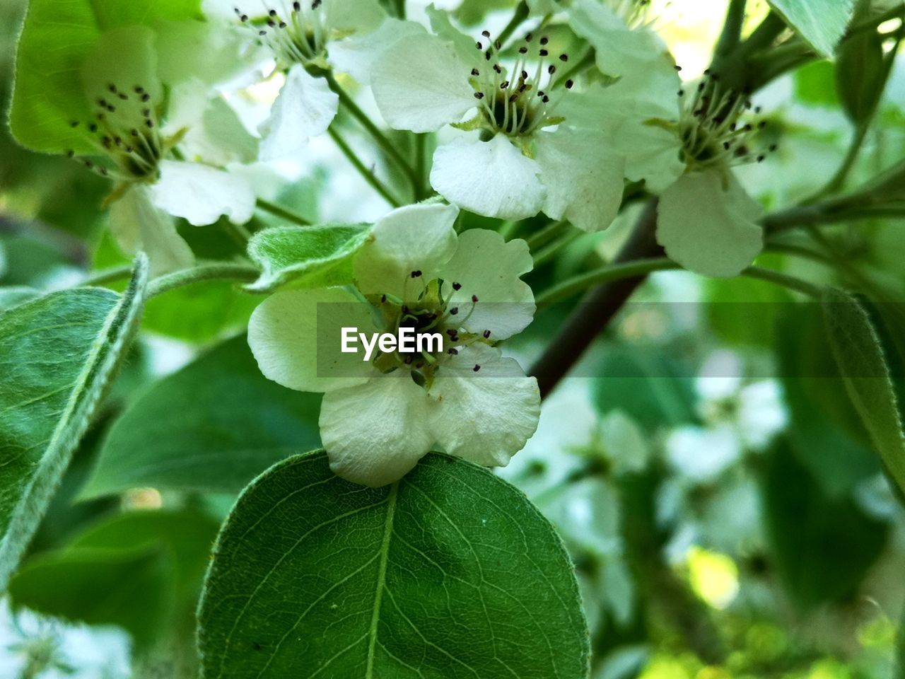 Close-up of flowering plant