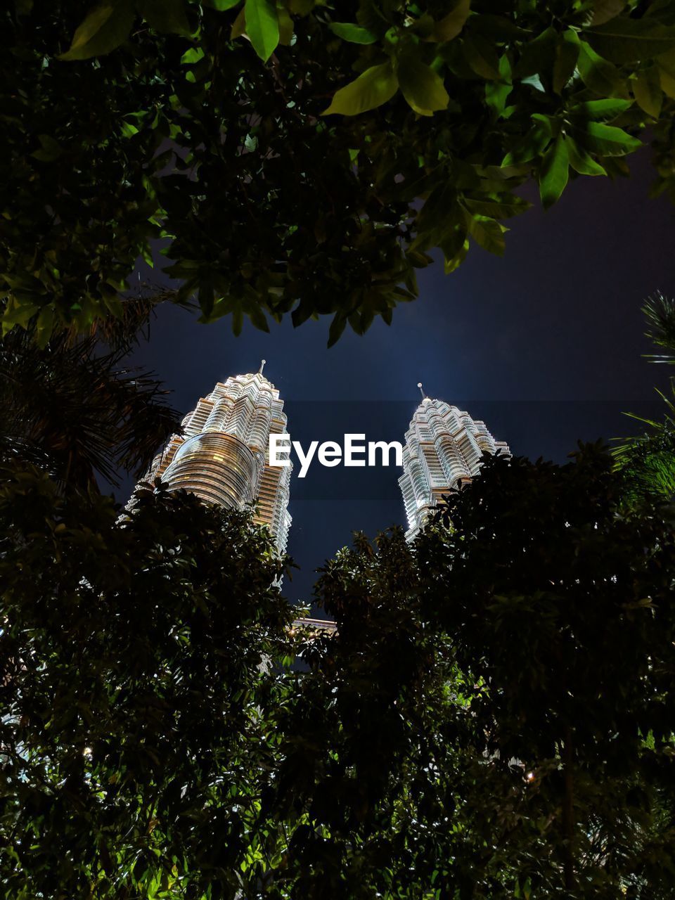LOW ANGLE VIEW OF PLANTS AGAINST TREES