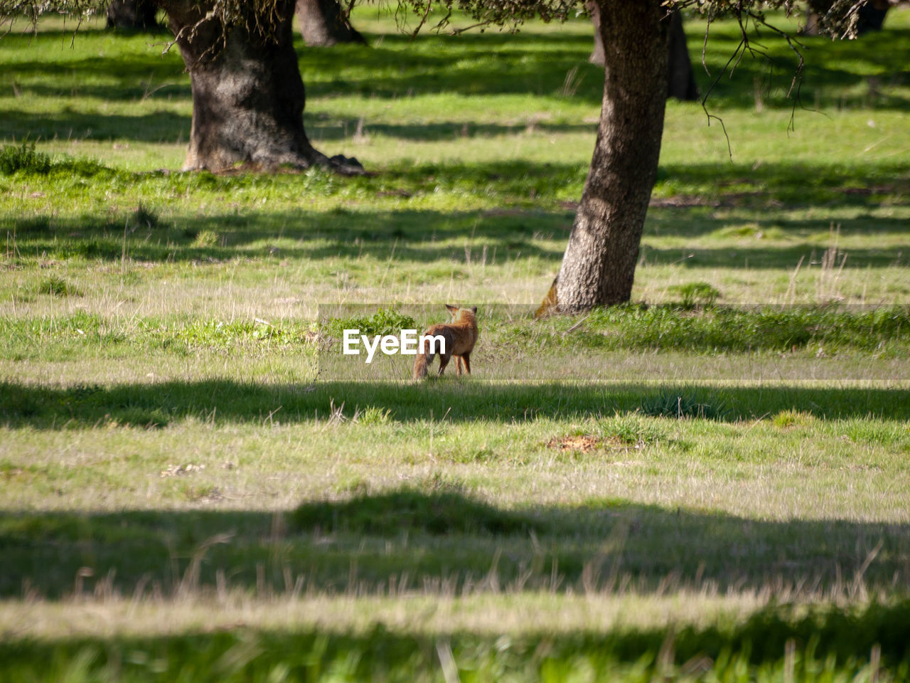 VIEW OF A HORSE IN FIELD