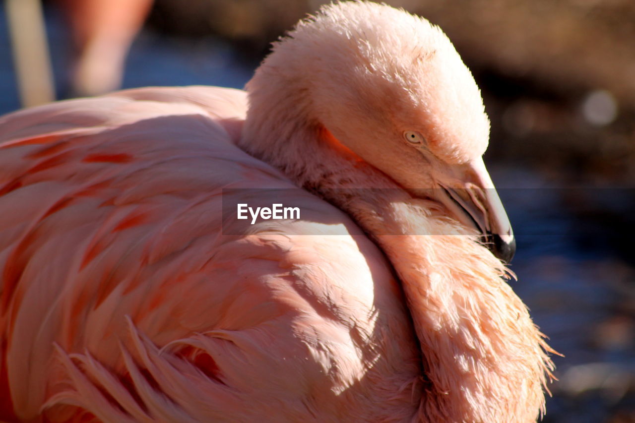 CLOSE-UP OF FLAMINGO OUTDOORS