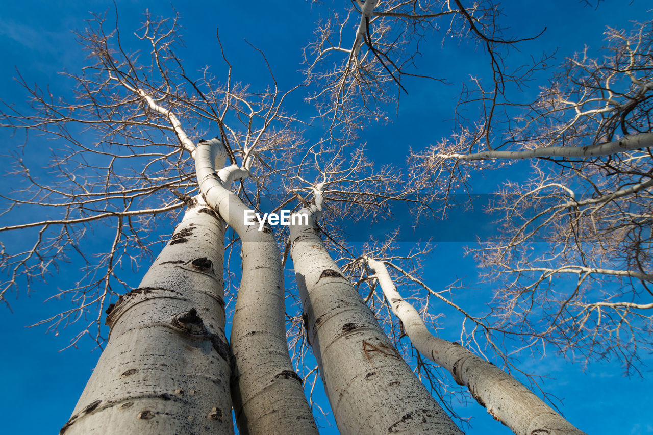 Low angle view of bare tree against blue sky