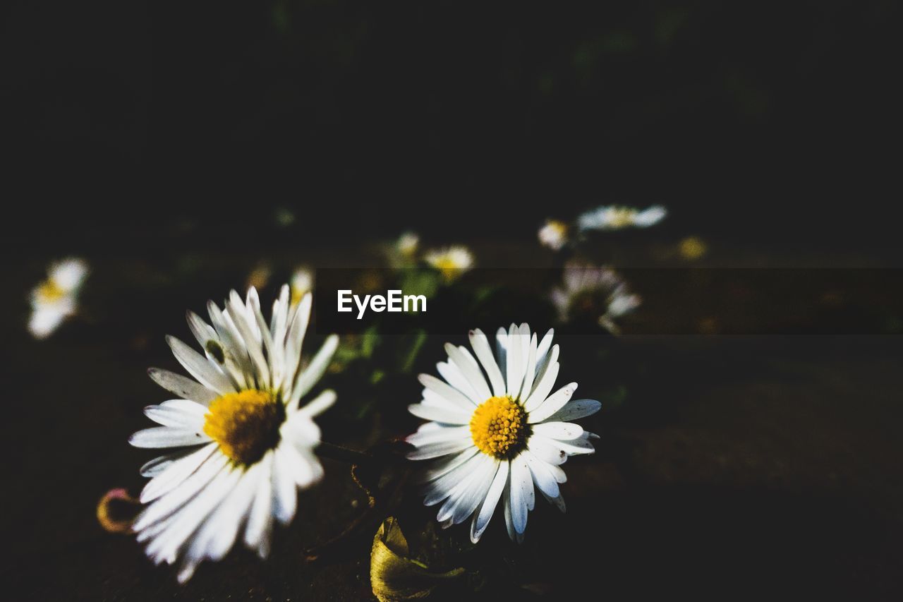 Close-up of white daisy flowers against black background