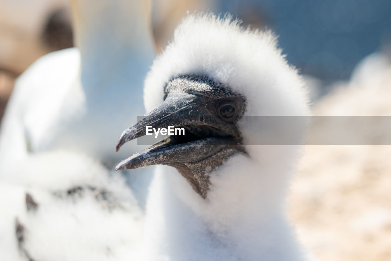 CLOSE-UP OF A DUCK