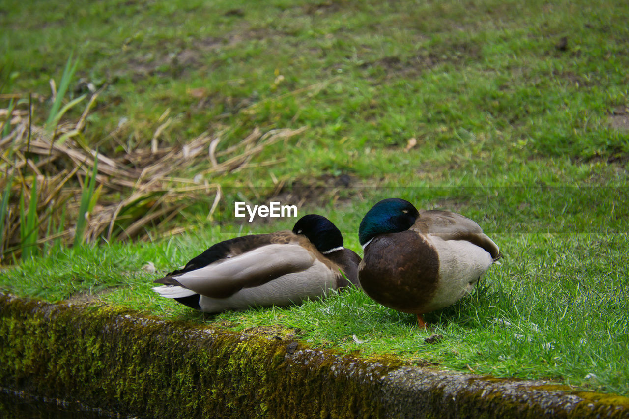 Resting ducks on a field