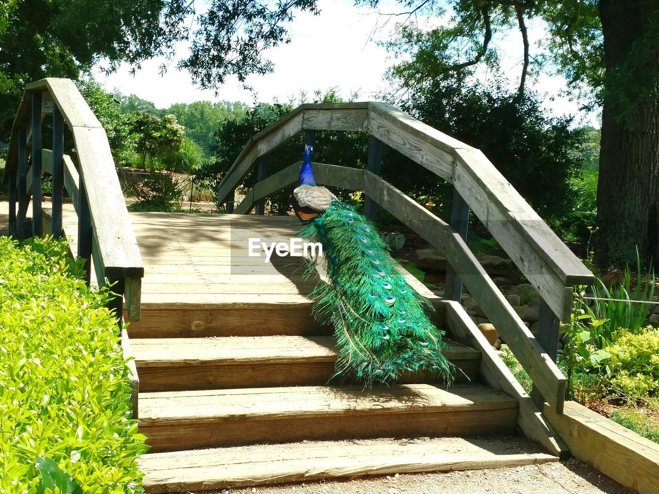 Rear view of peacock