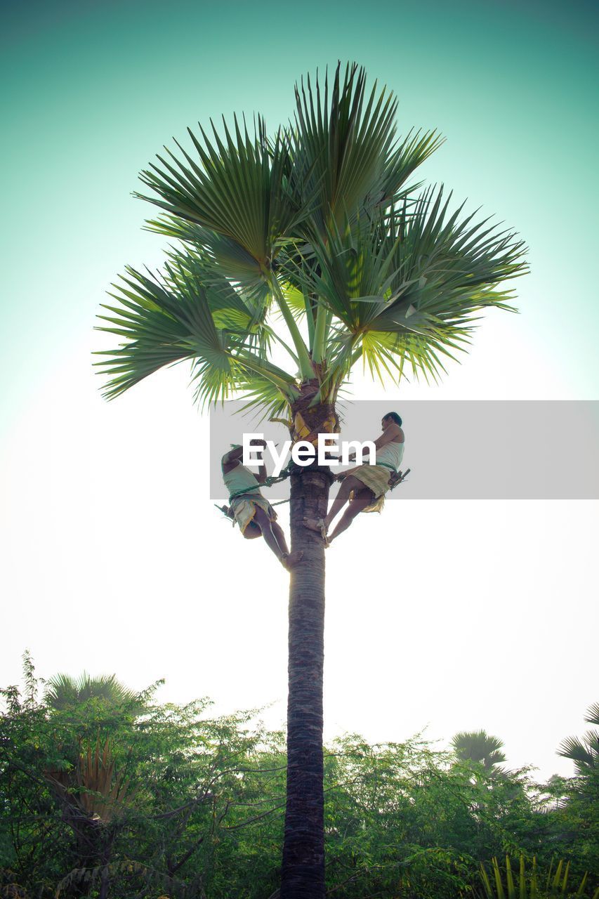 LOW ANGLE VIEW OF COCONUT PALM TREE AGAINST CLEAR SKY