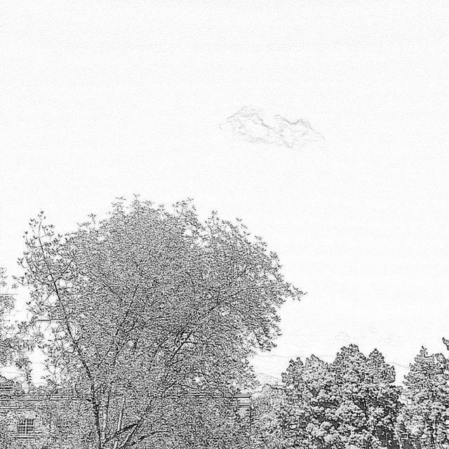 LOW ANGLE VIEW OF TREES AGAINST SKY