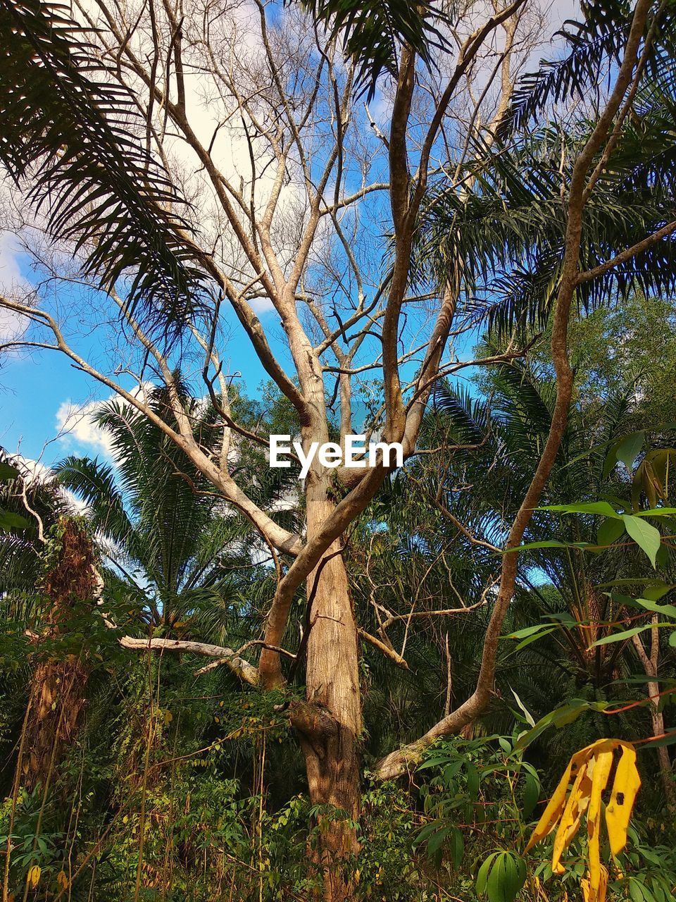 LOW ANGLE VIEW OF TREES GROWING IN FOREST AGAINST SKY