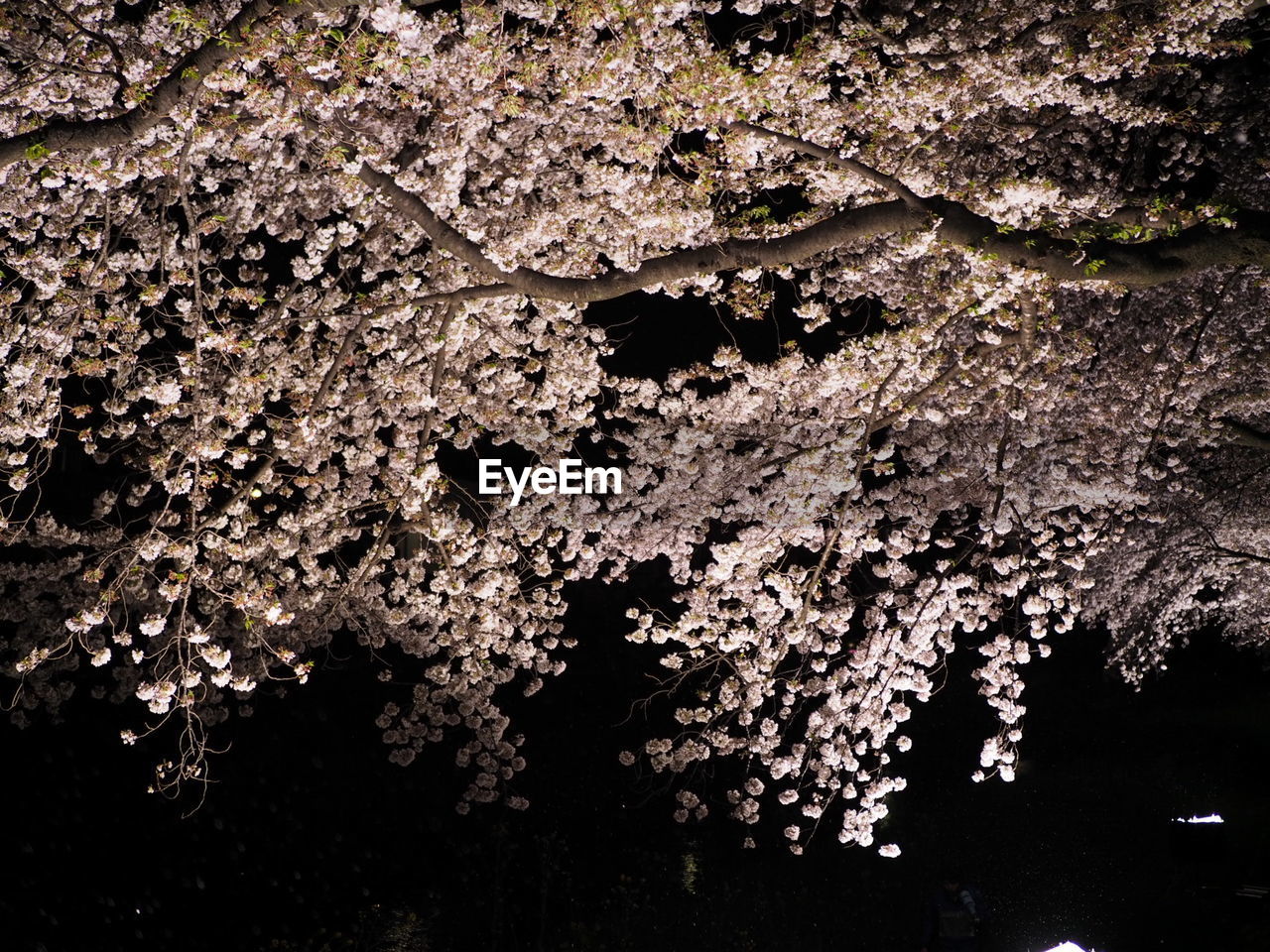 CLOSE-UP OF TREES AGAINST SKY