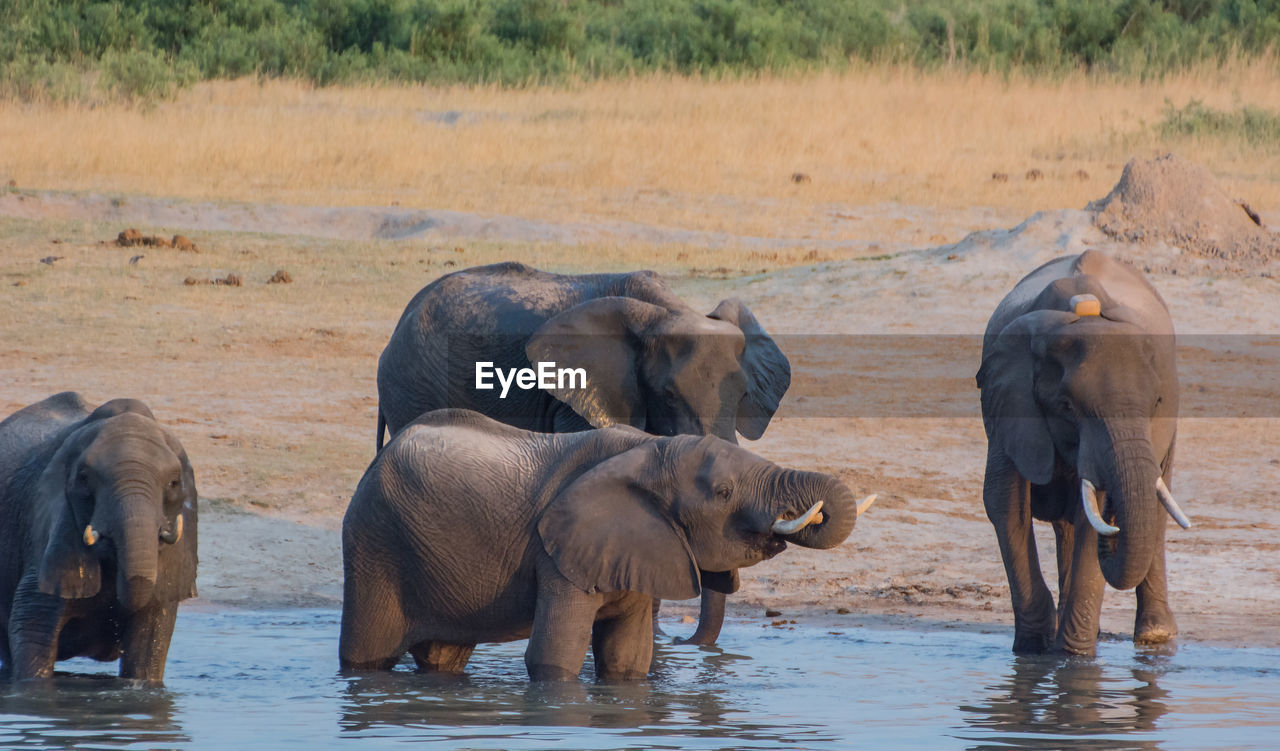 Elephants drinking water in lake