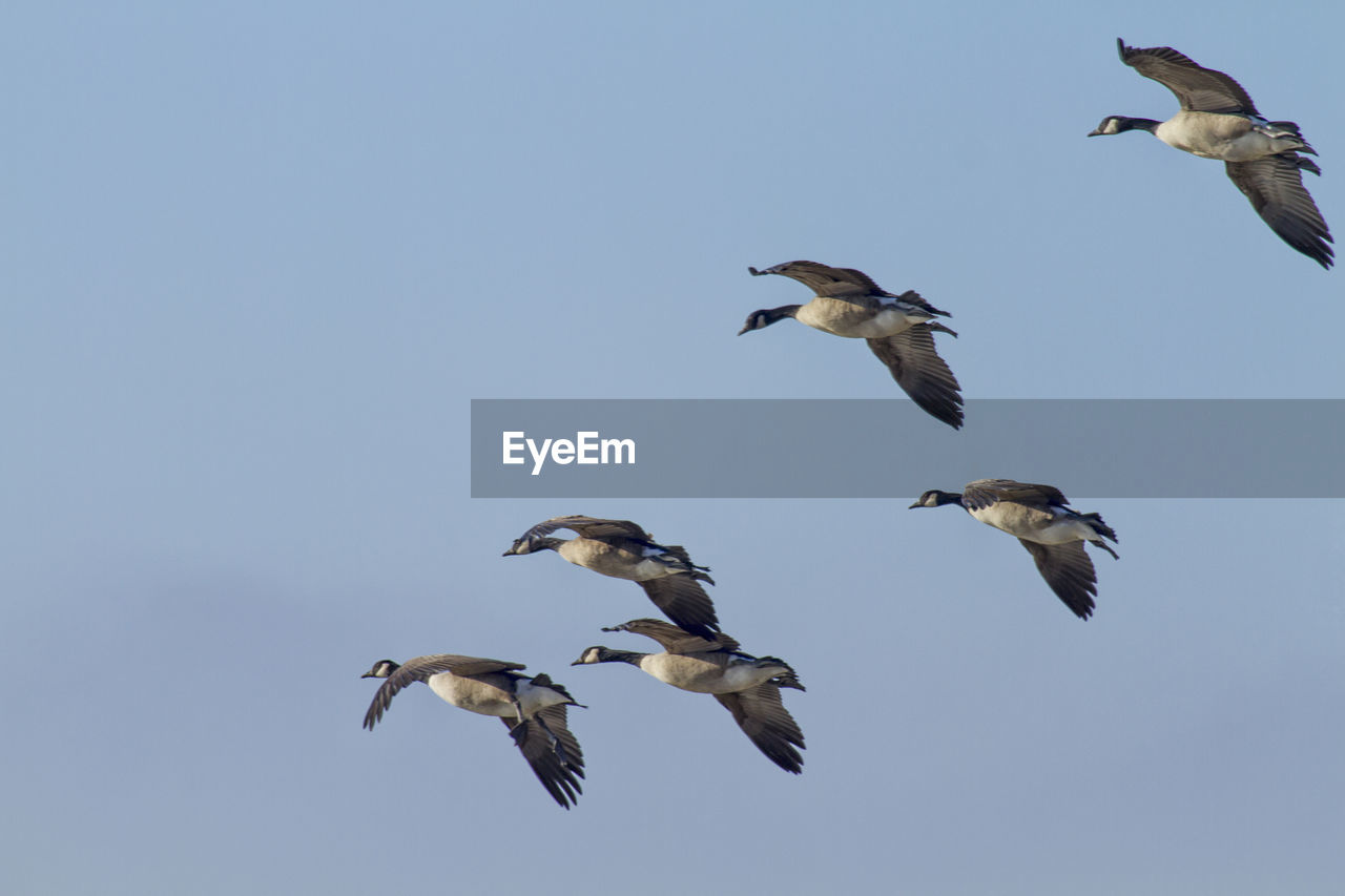 Low angle view of canada geese flying against clear sky