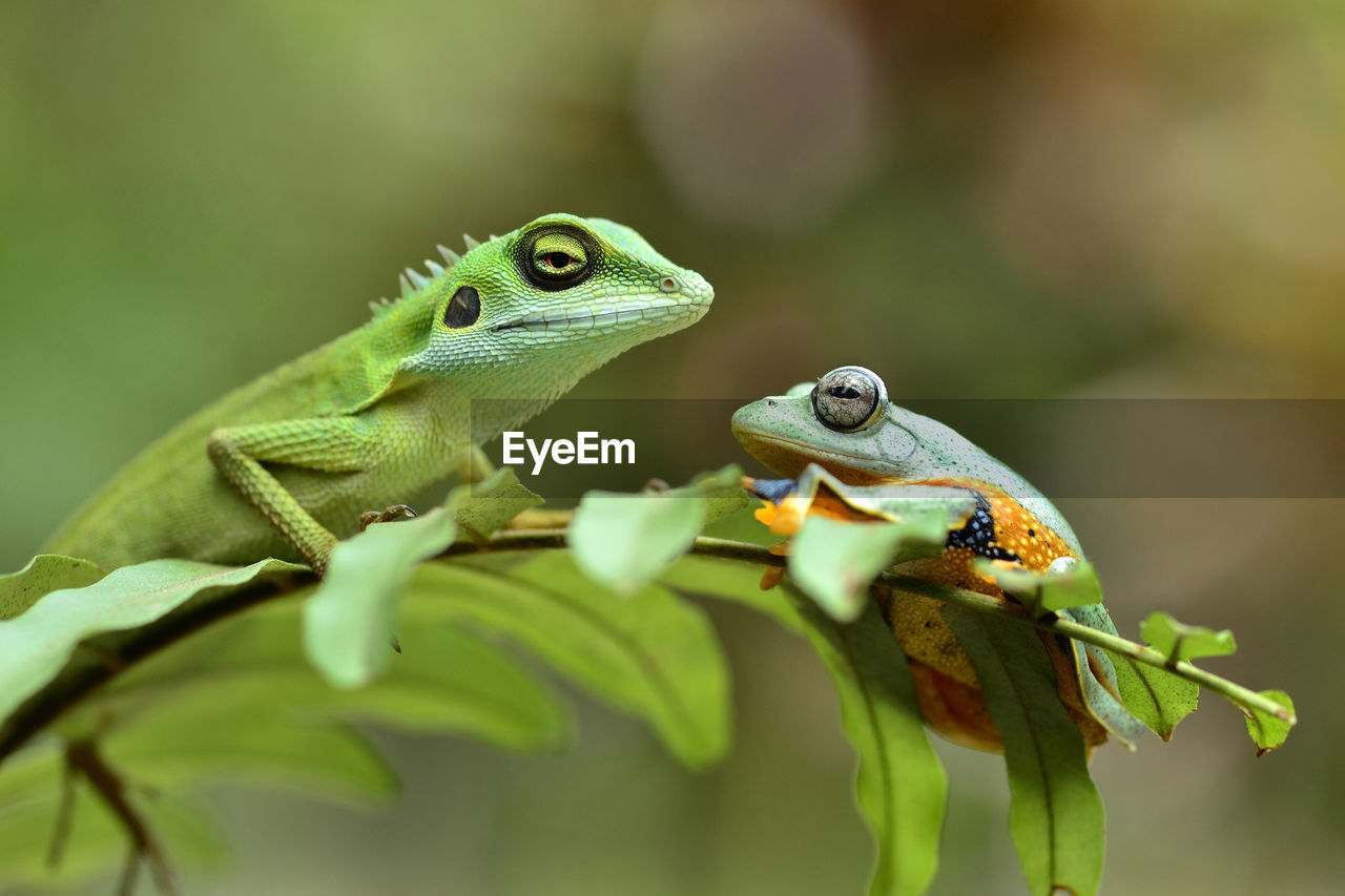 CLOSE-UP OF GREEN LIZARD ON LEAF