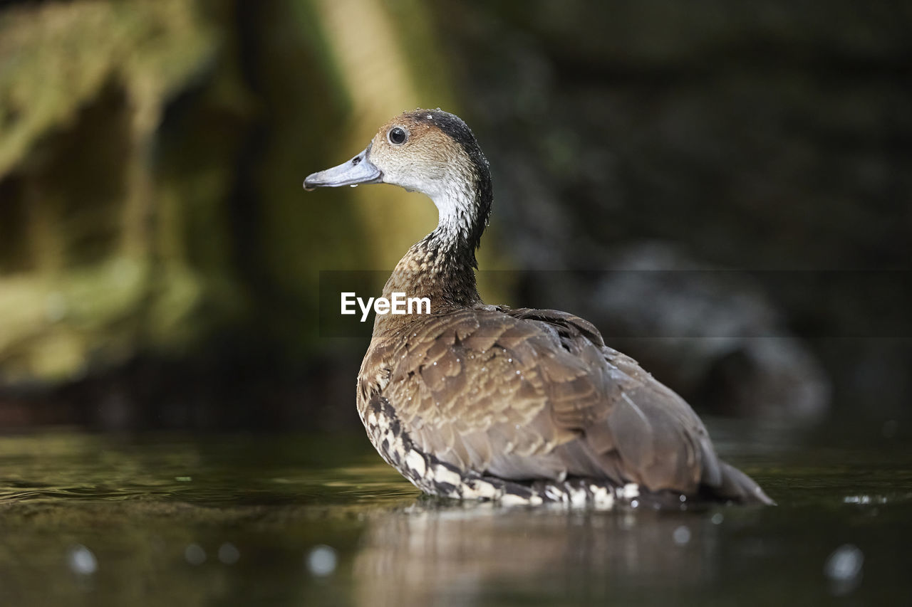 animal themes, animal, animal wildlife, bird, wildlife, duck, nature, beak, one animal, water, ducks, geese and swans, water bird, lake, no people, mallard, close-up, reflection, goose, selective focus, outdoors, beauty in nature, poultry, day, side view