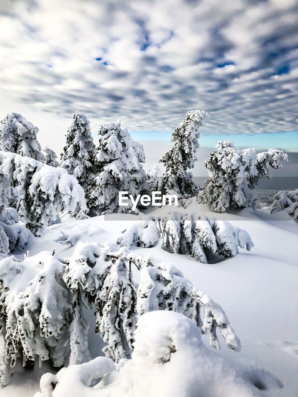 Snow covered trees against sky