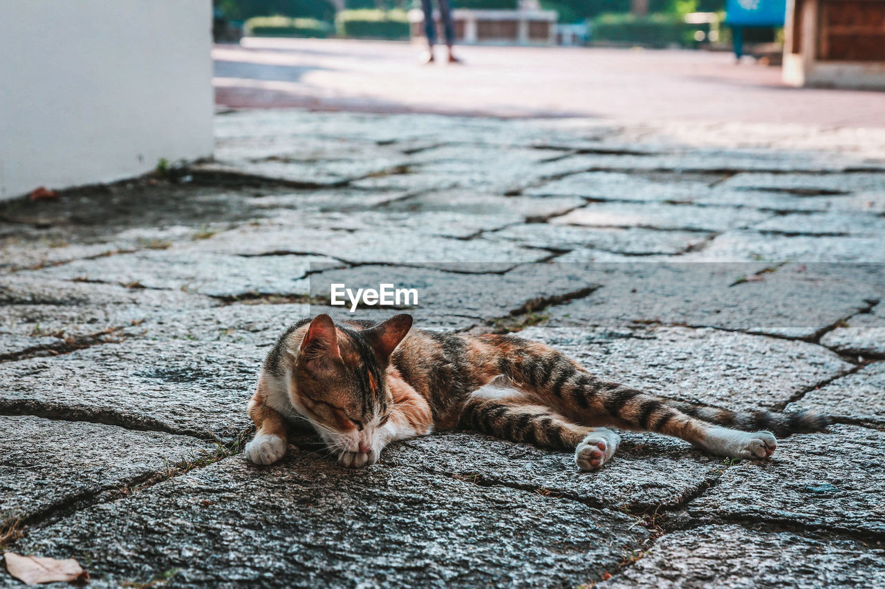 Close-up of cat lying on footpath