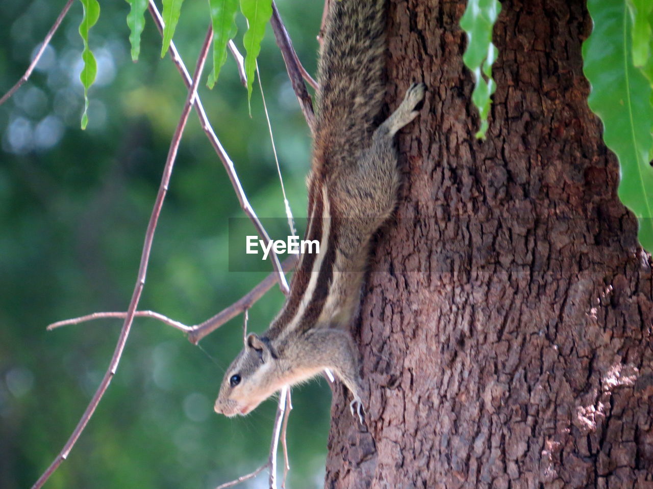 SQUIRREL ON TREE TRUNK