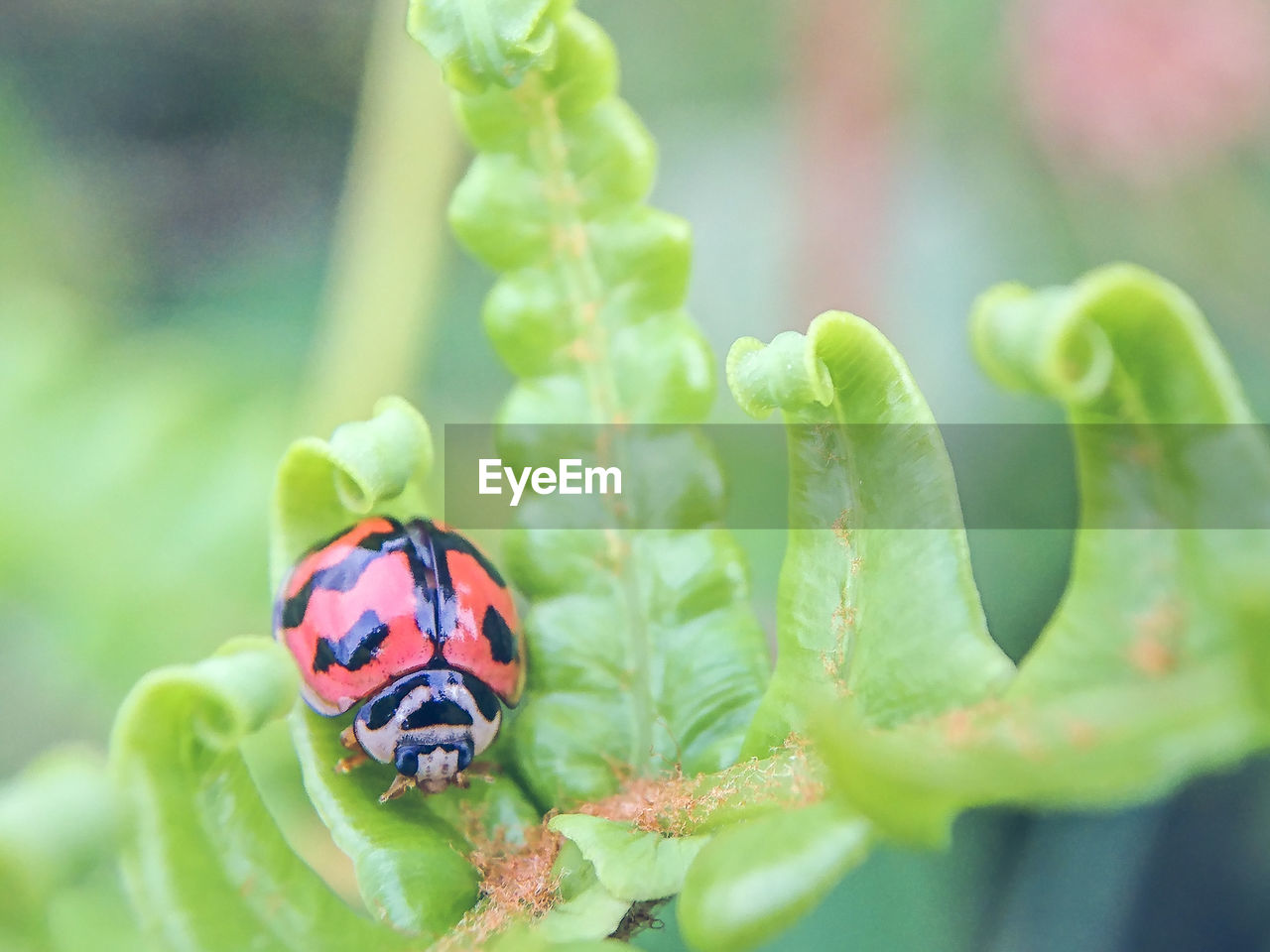 CLOSE UP OF LADYBUG ON LEAF