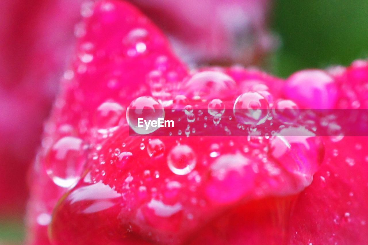 CLOSE-UP OF RAINDROPS ON PINK ROSE