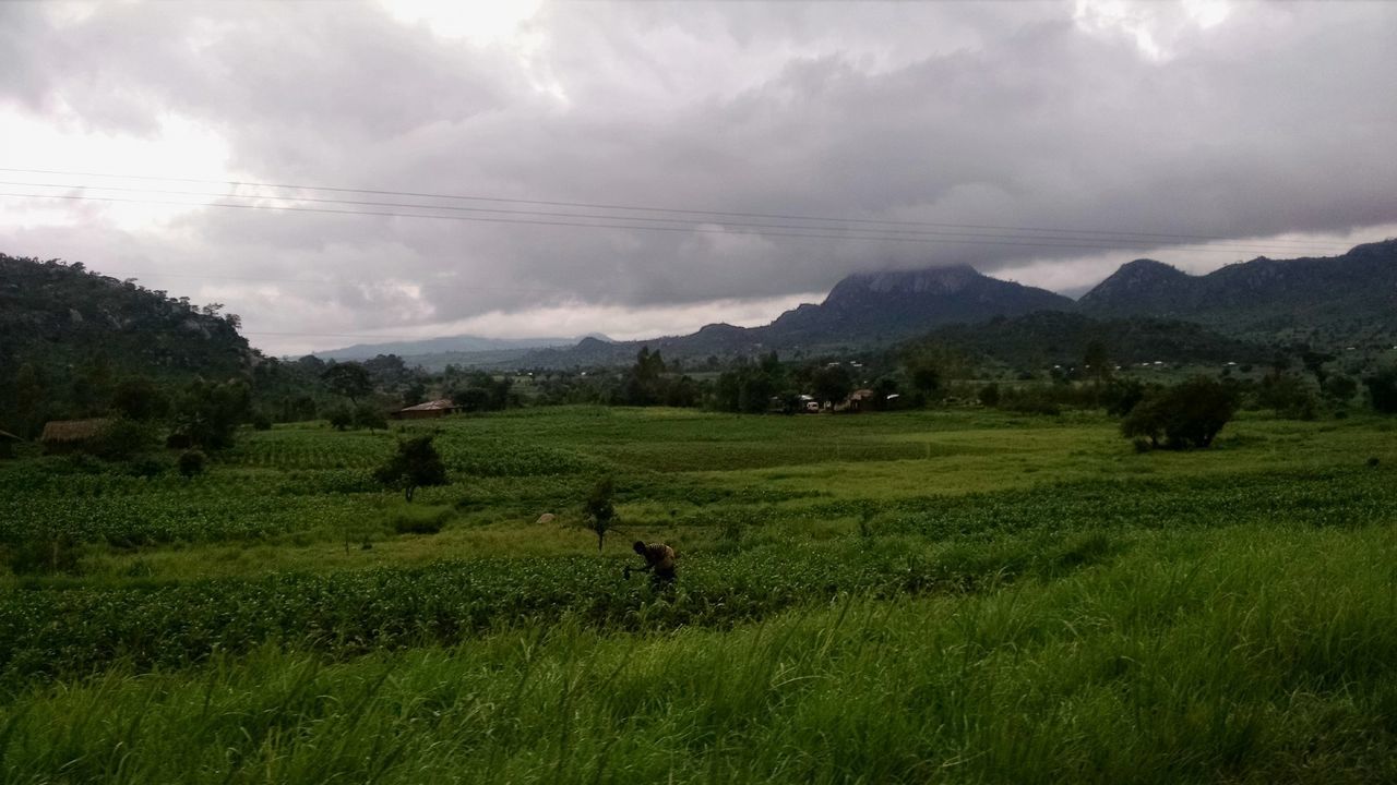 TREES ON GRASSY FIELD AGAINST CLOUDY SKY