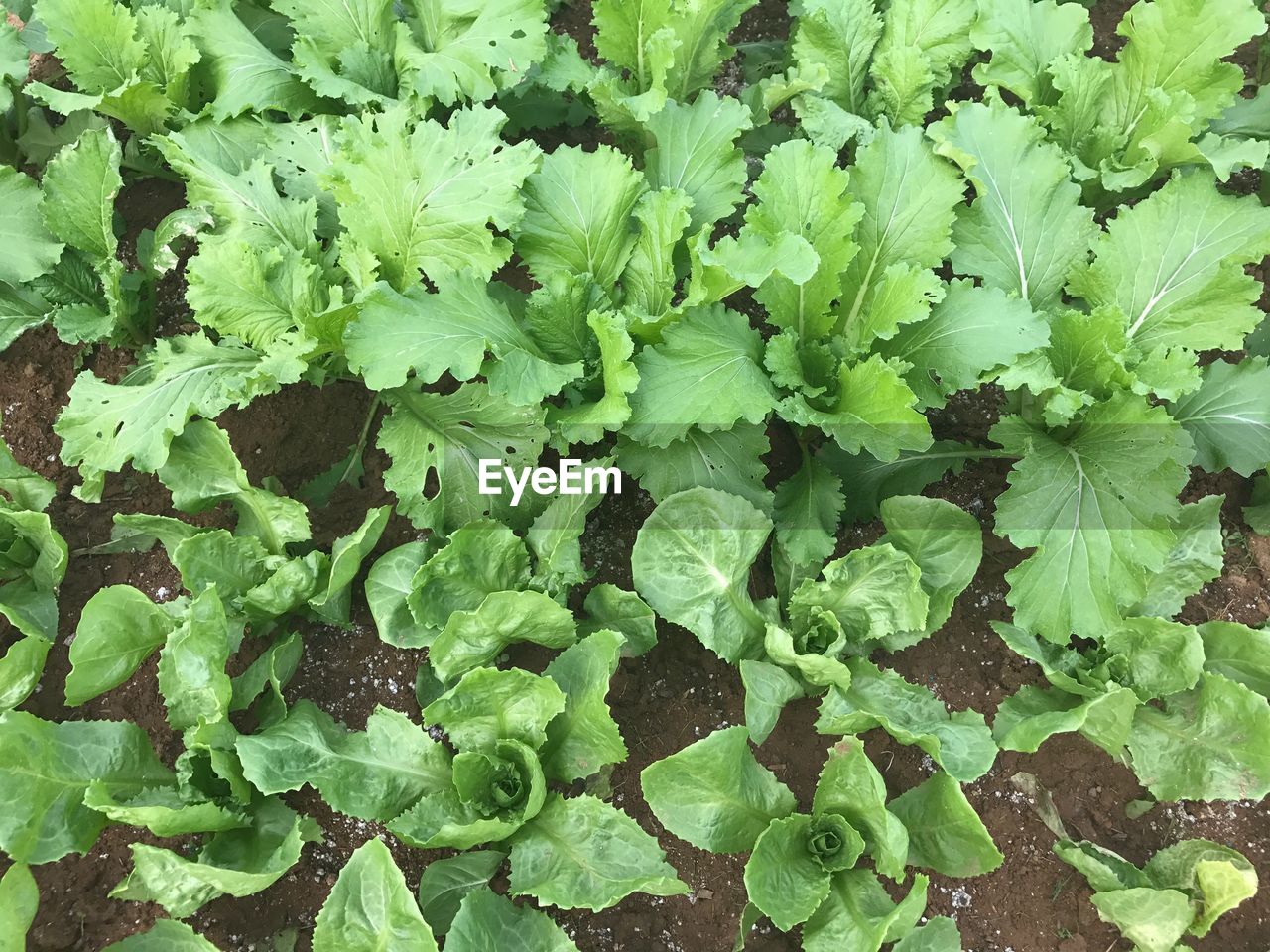 FULL FRAME SHOT OF GREEN LEAVES