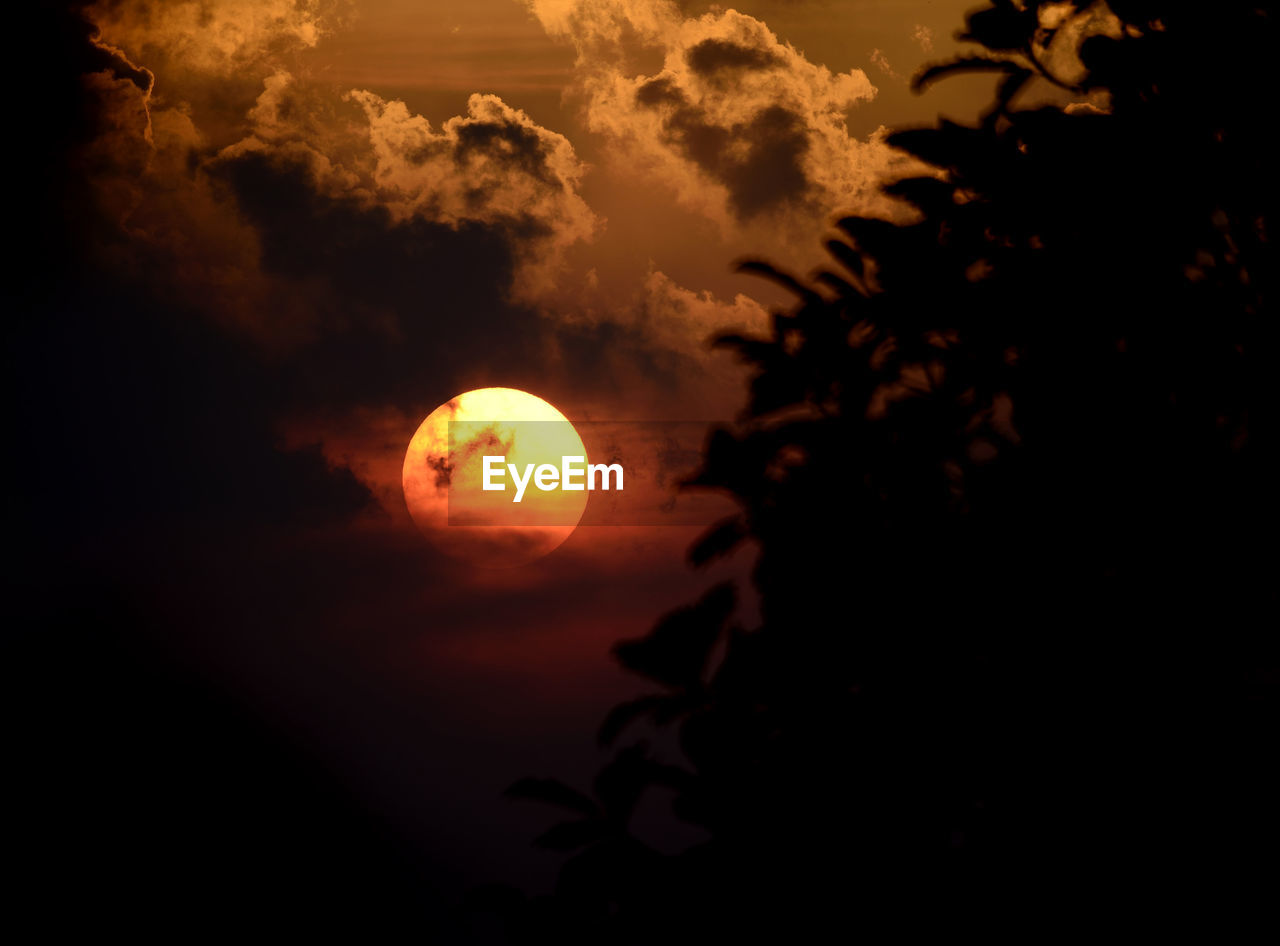 Close-up of silhouette tree against sky during sunset