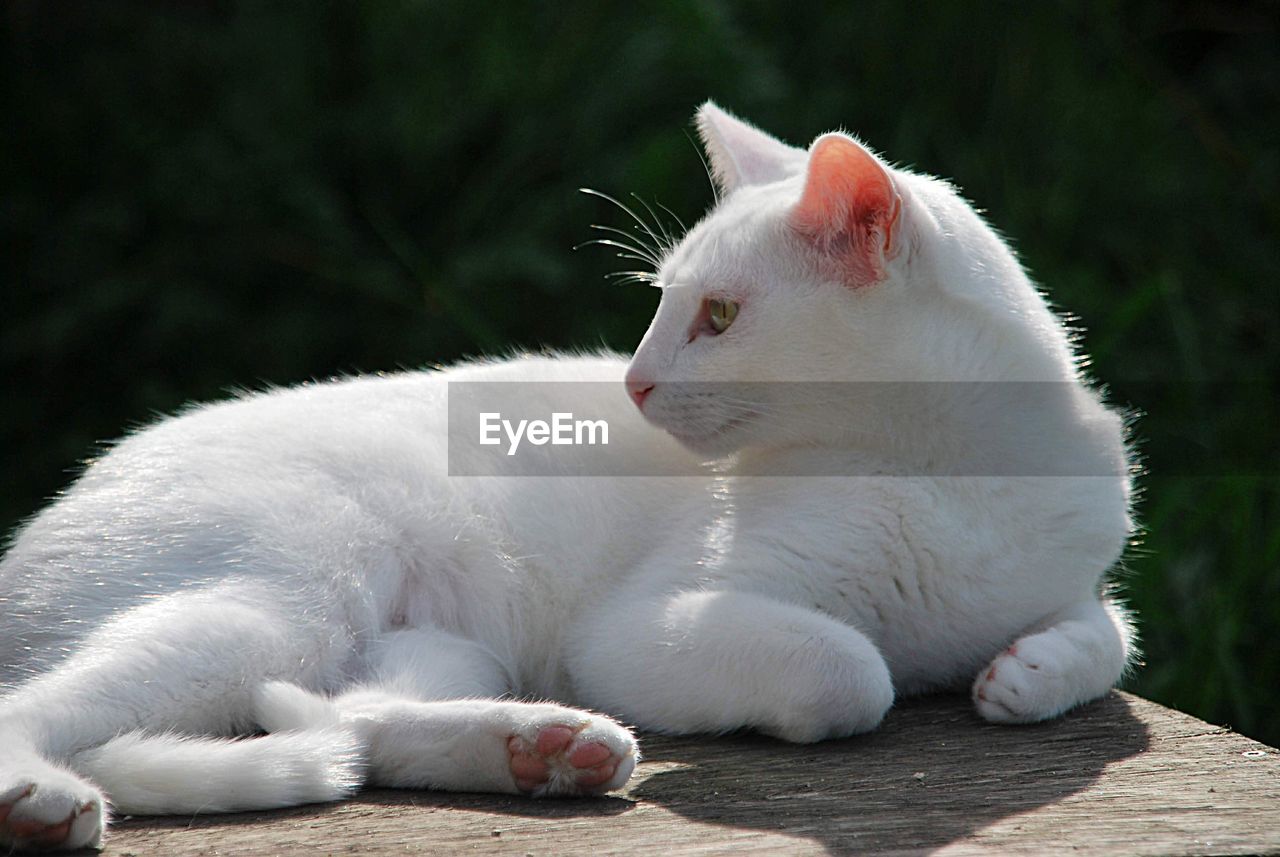 Close-up of a white cat