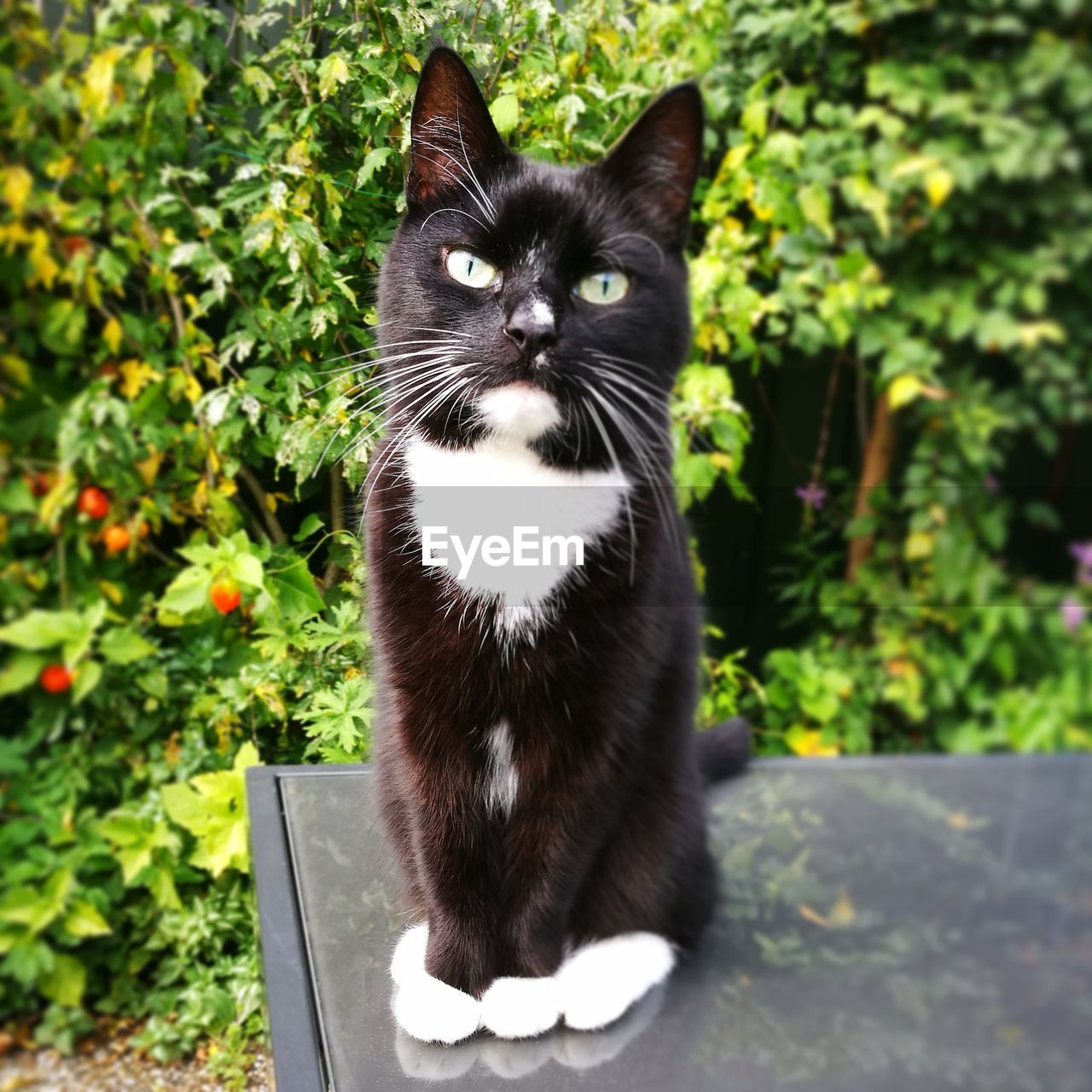 PORTRAIT OF CAT SITTING ON PLANT