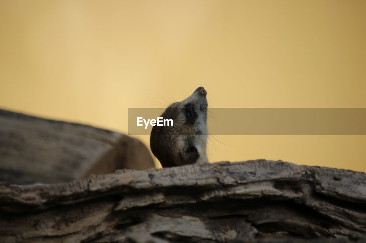 A little meerkat hiding behind a wood are looking in the sky