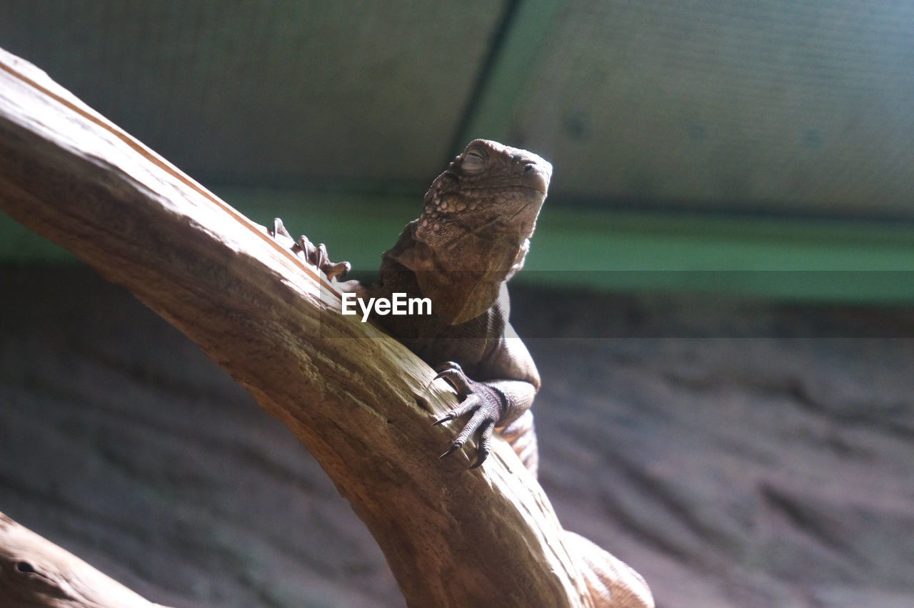 CLOSE-UP OF BIRD ON WOOD