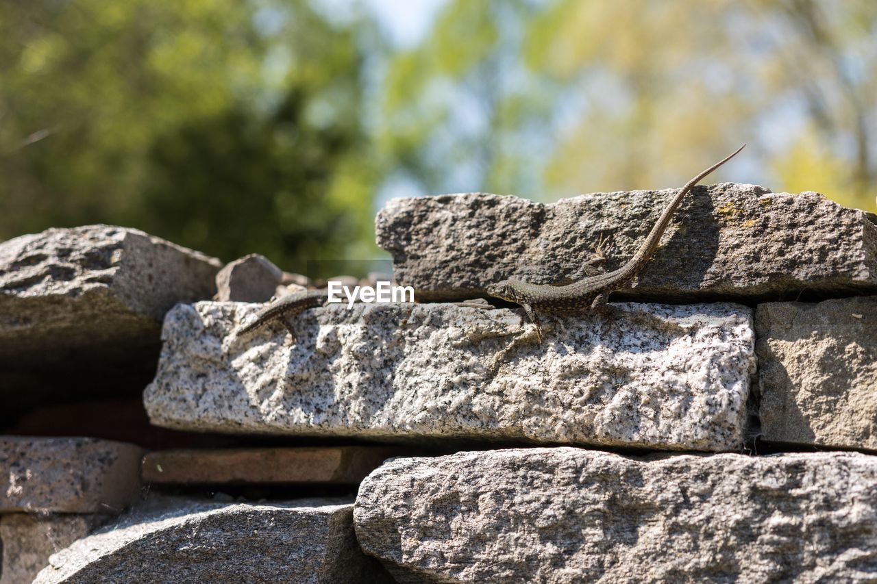 Close-up of stone on rock