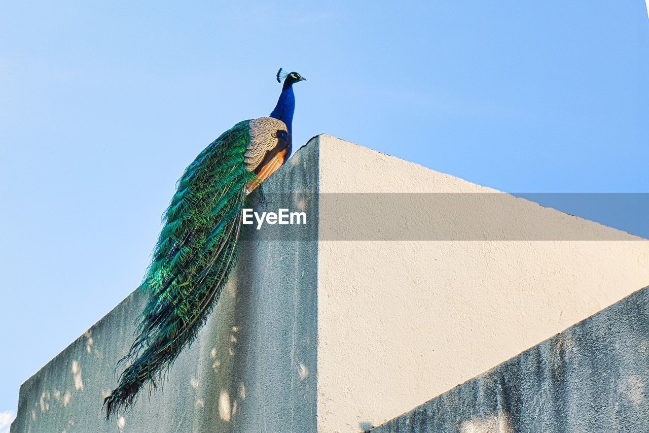 Low angle view of a peacock against blue sky